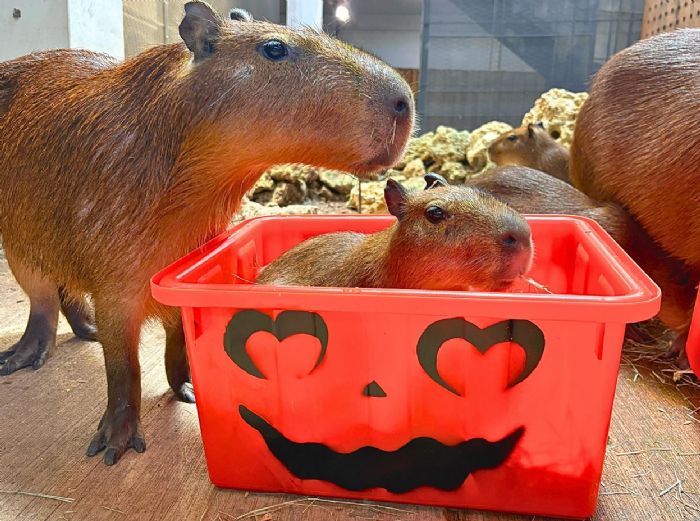 萬聖節動物派對萌翻高雄！壽山動物園「搞怪特餐」登場　水豚、黑猩猩、孟加拉虎歡度奇幻盛宴